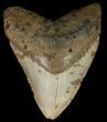 Megalodon Tooth - North Carolina #67275-1